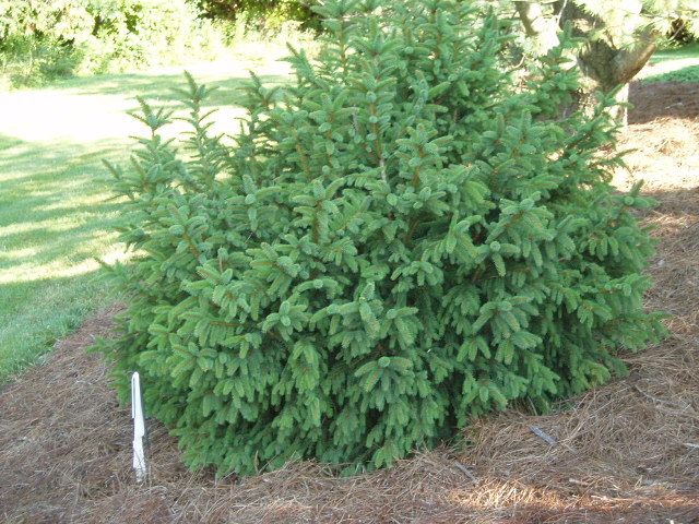 Picea abies 