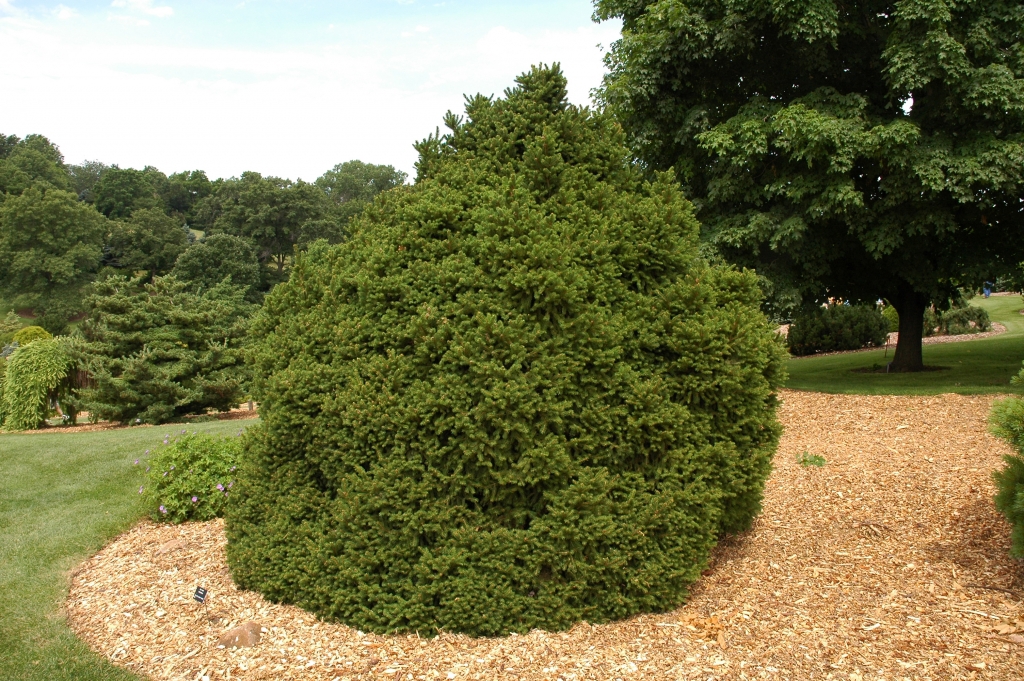 Picea abies 