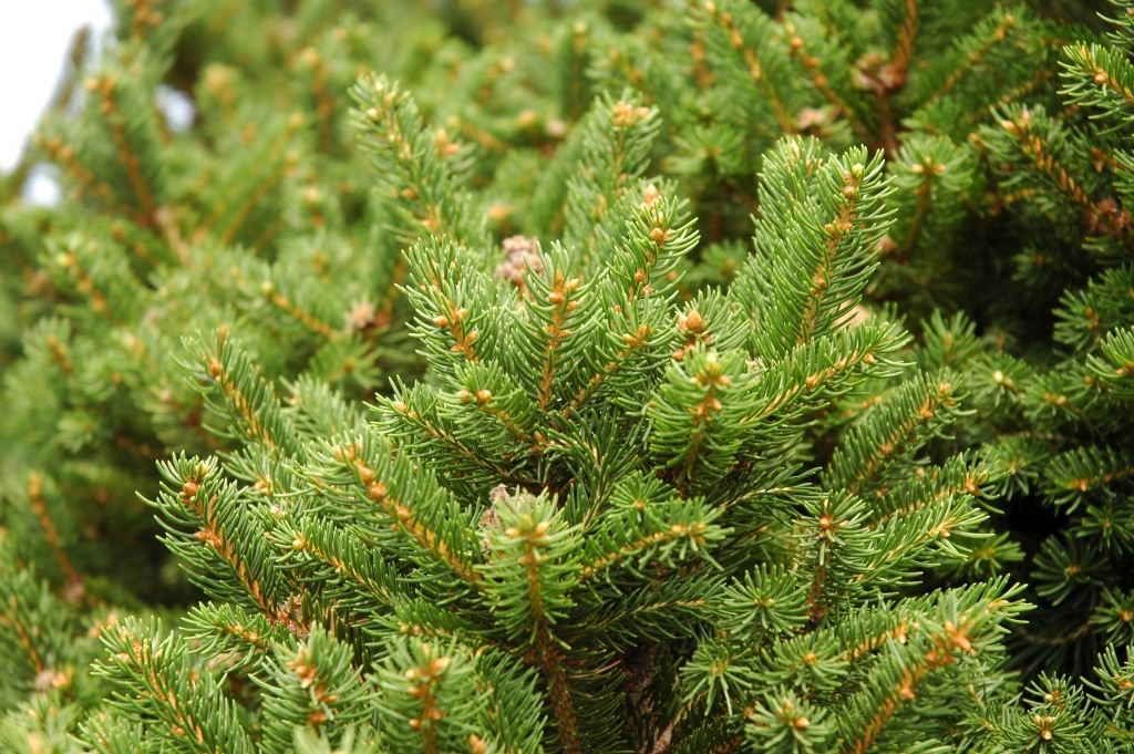 Picea abies 