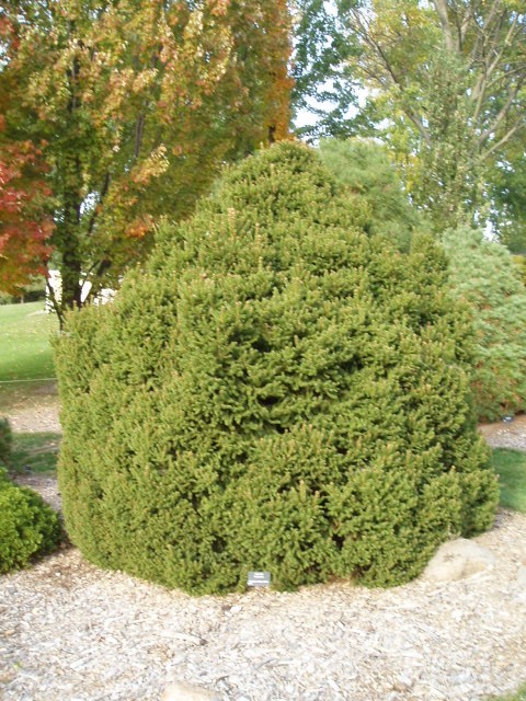 Picea abies 