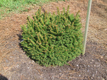 Picea abies 