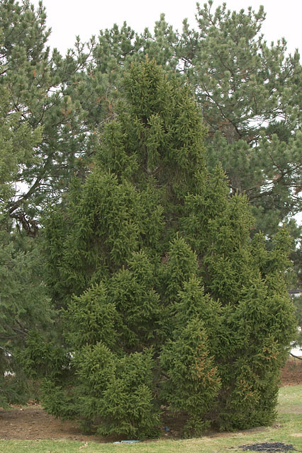 Picea abies 