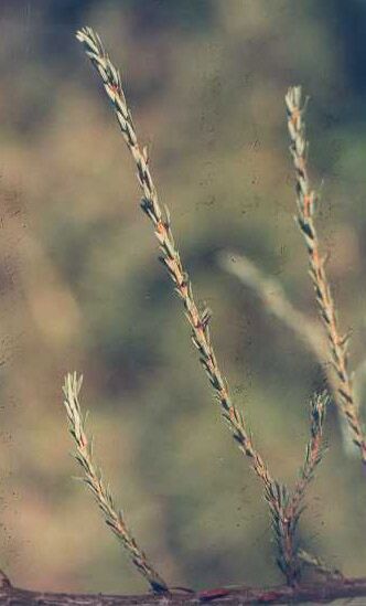 Tsuga canadensis 