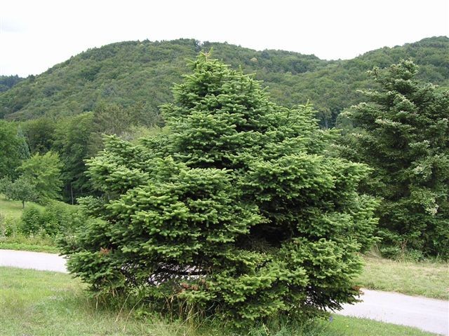 Abies cephalonica 