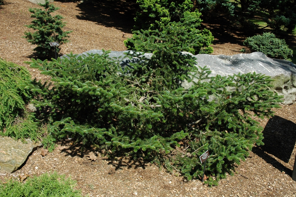 Abies cephalonica 