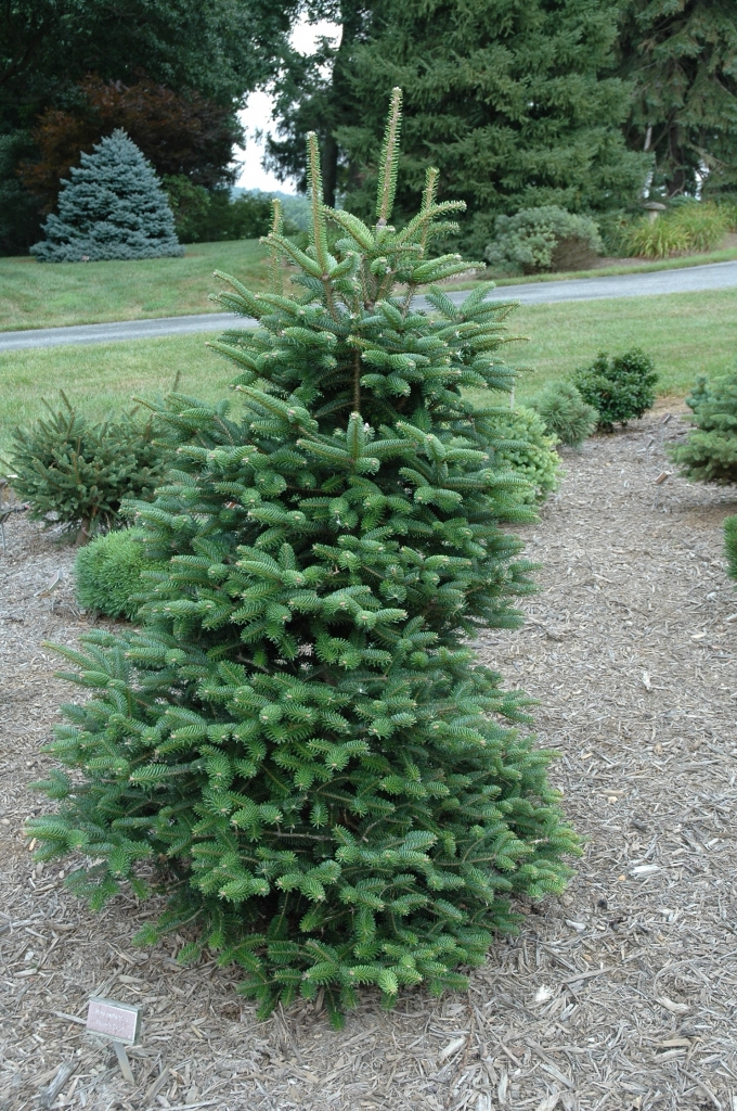 Abies cephalonica 