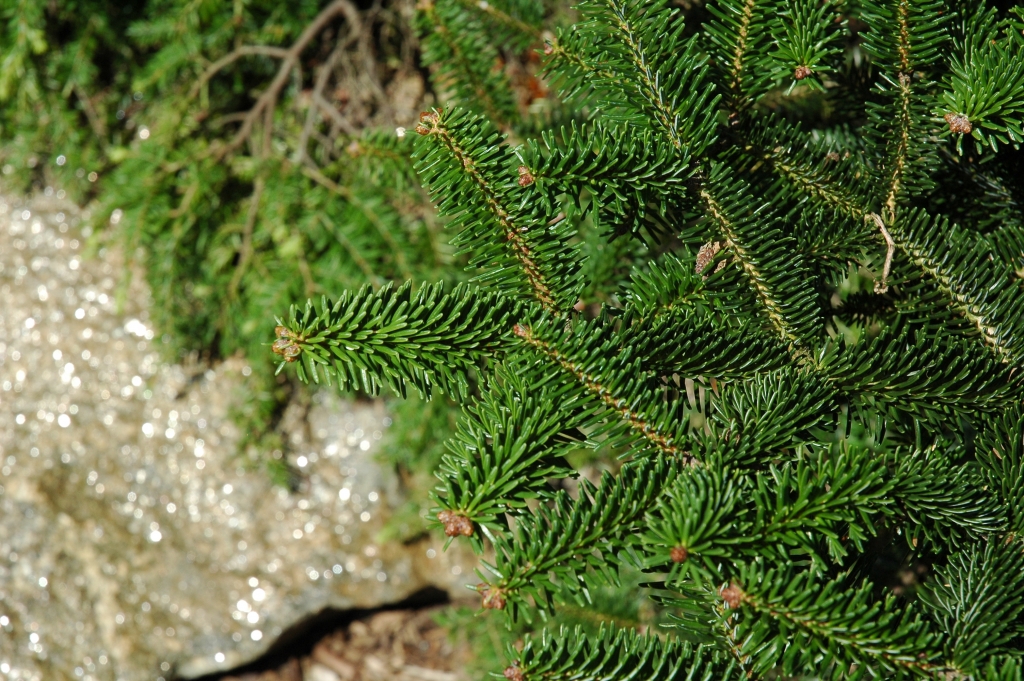 Abies cephalonica 