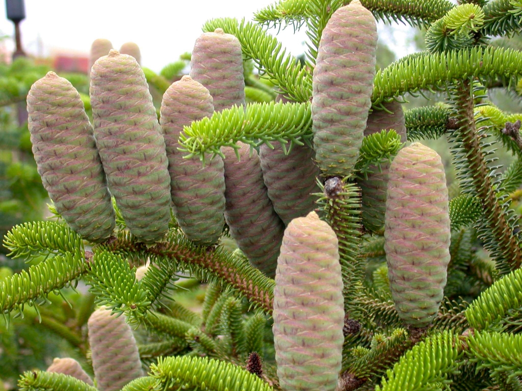 Abies cephalonica 
