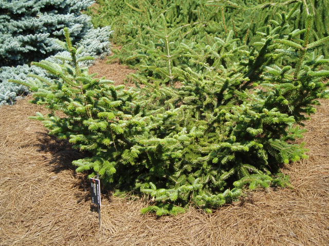 Abies cephalonica 