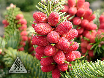 Abies cephalonica 