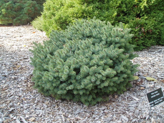 Picea glauca 