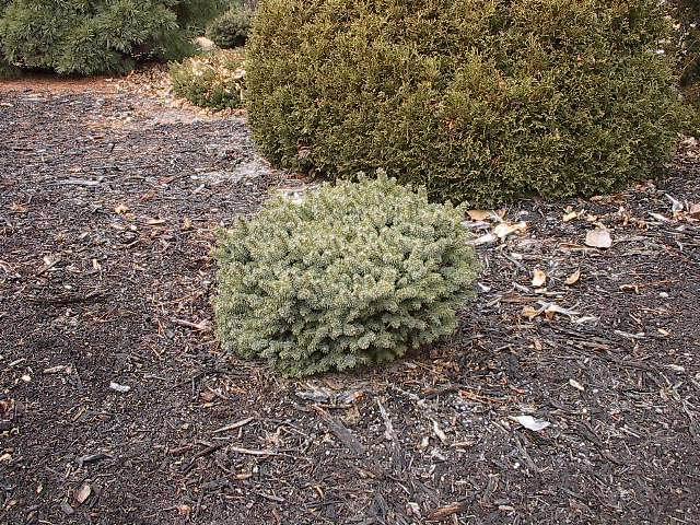 Picea glauca 