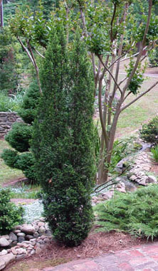 Chamaecyparis thyoides 