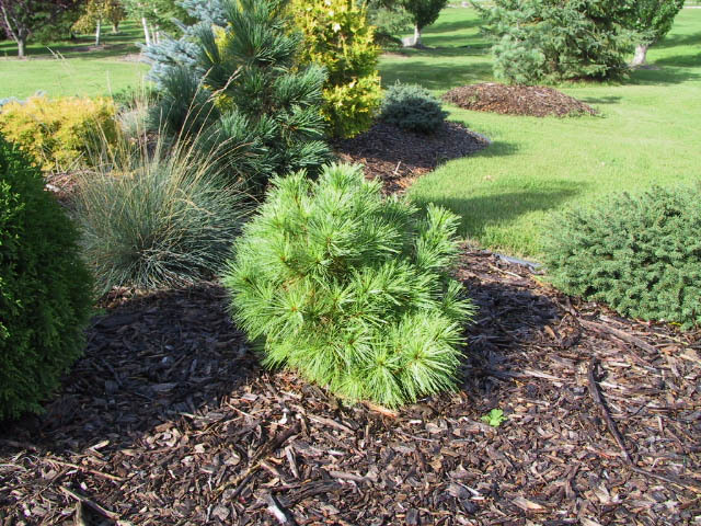 Pinus strobus 