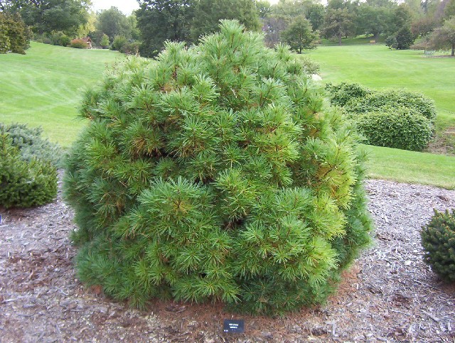 Pinus strobus 