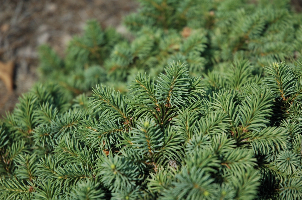 Picea abies 