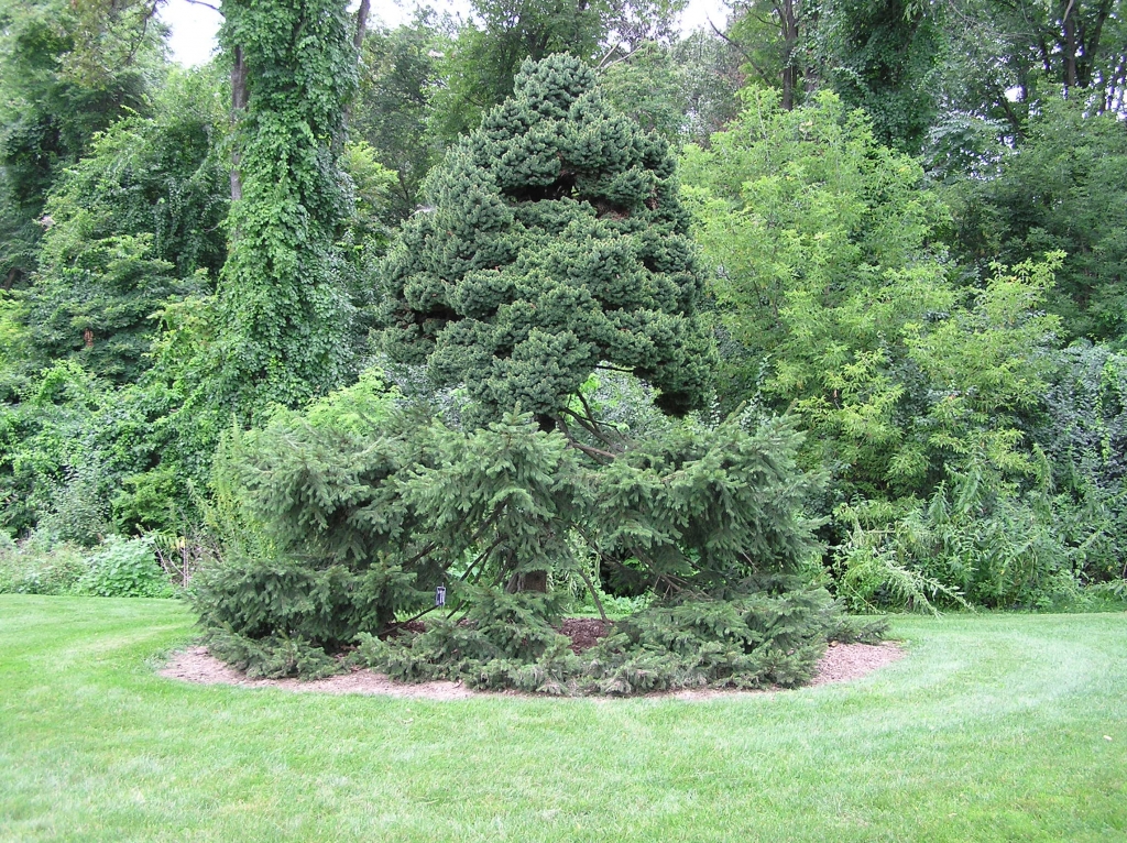 Picea abies 