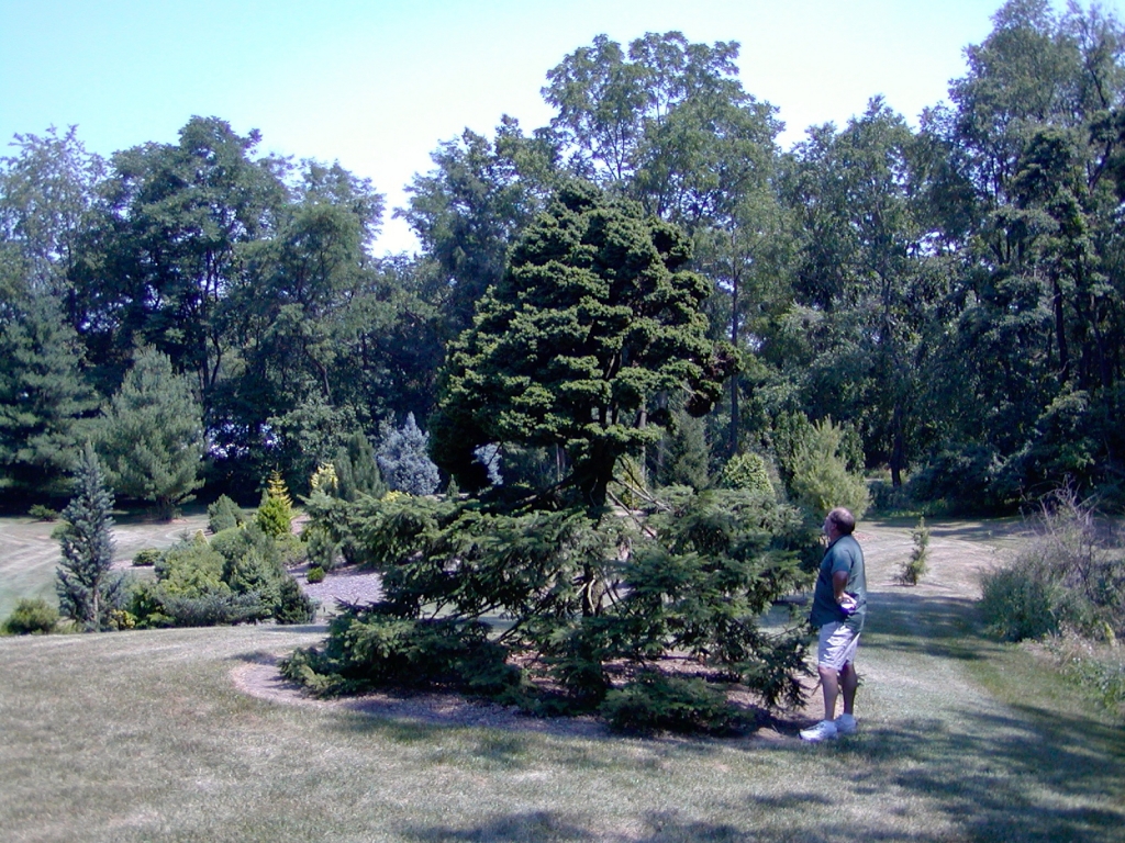 Picea abies 
