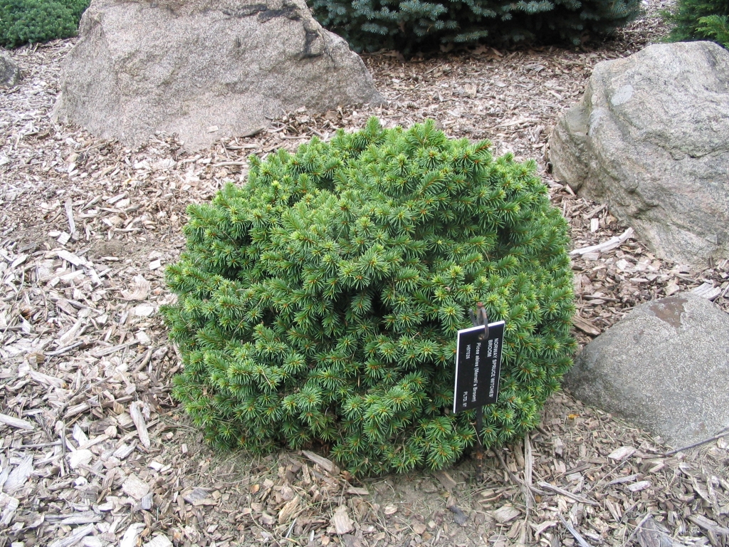 Picea abies 