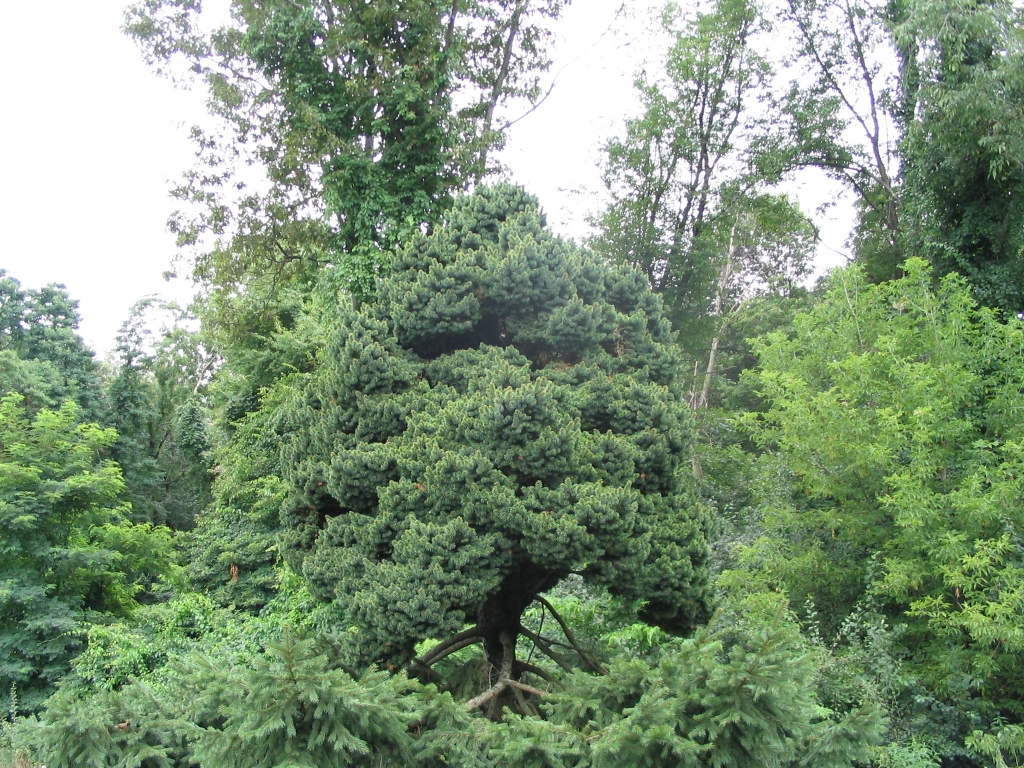 Picea abies 