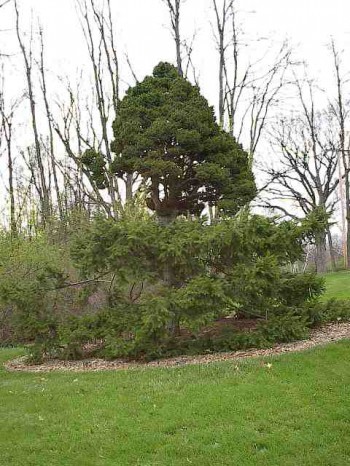 Picea abies 