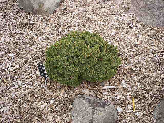 Picea abies 