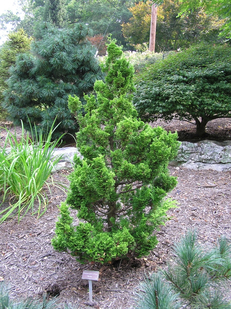 Chamaecyparis obtusa 