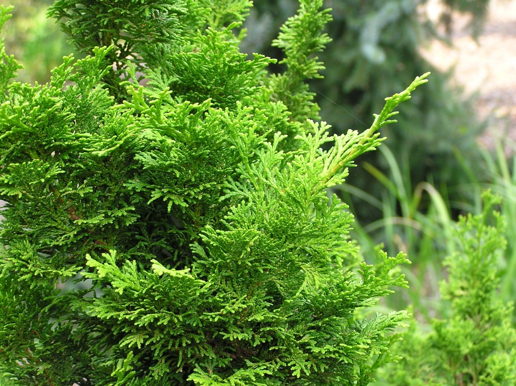 Chamaecyparis obtusa 