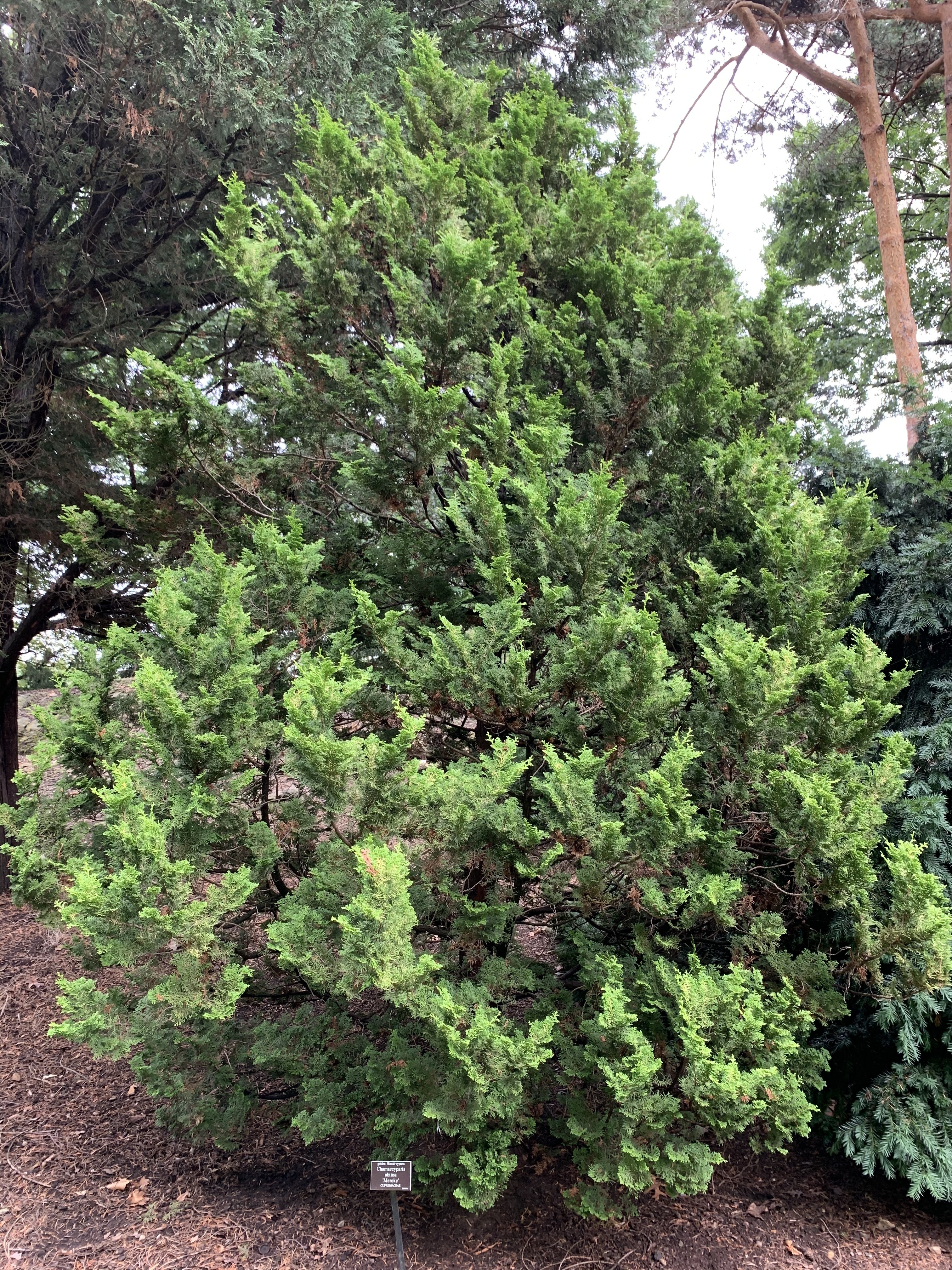 Chamaecyparis obtusa 