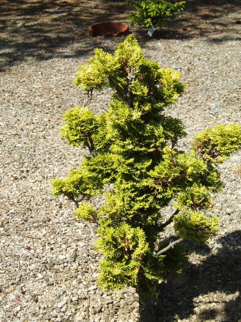 Chamaecyparis obtusa 