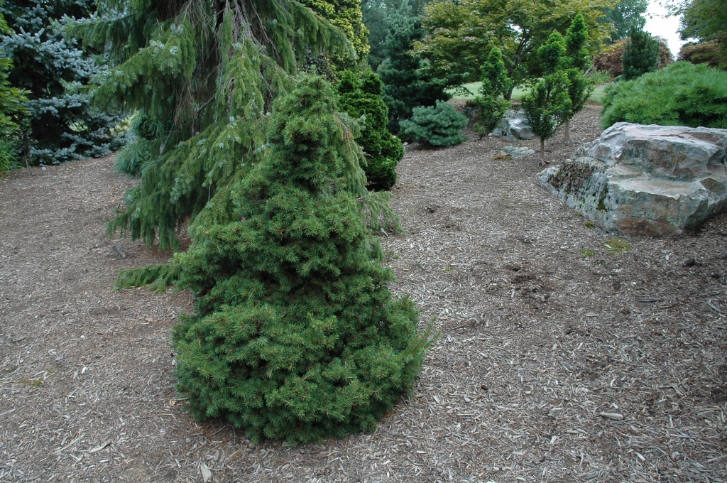 Picea abies 