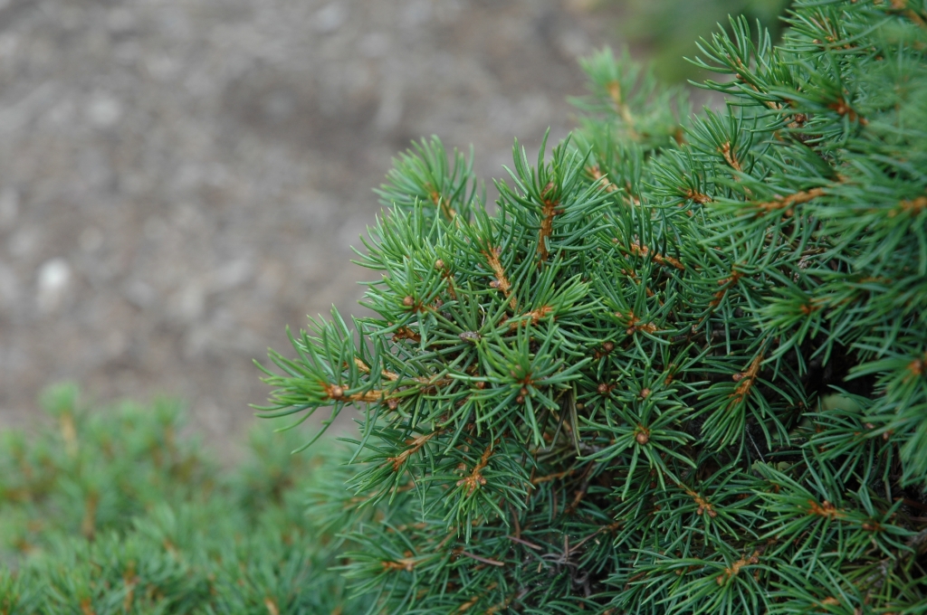 Picea abies 
