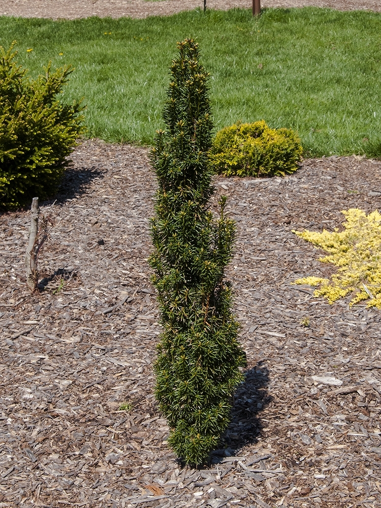 Taxus baccata 