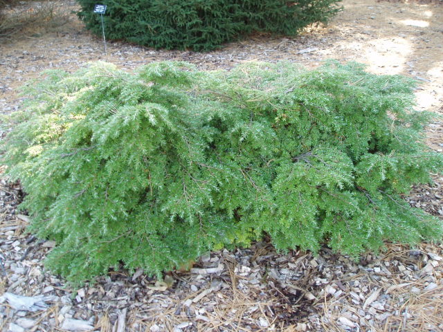 Tsuga canadensis 