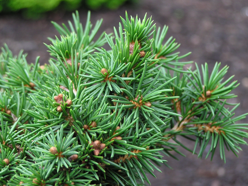 Picea abies 