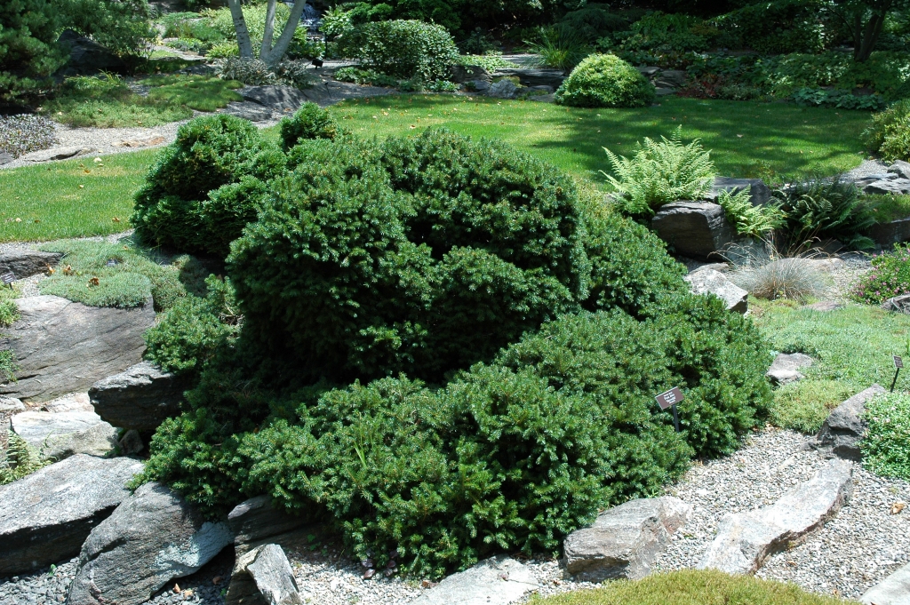 Picea abies 