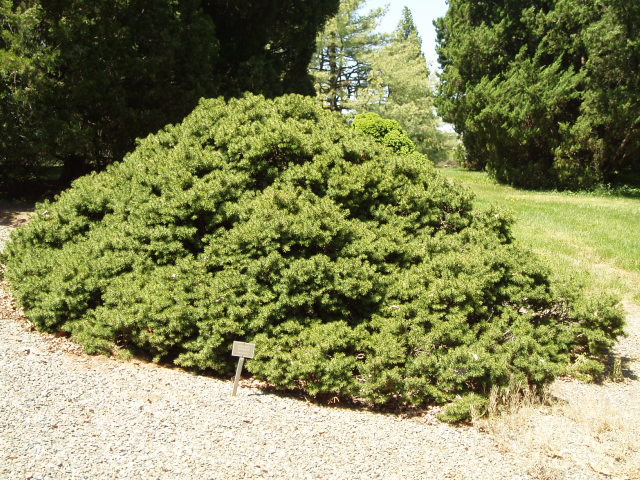 Picea abies 