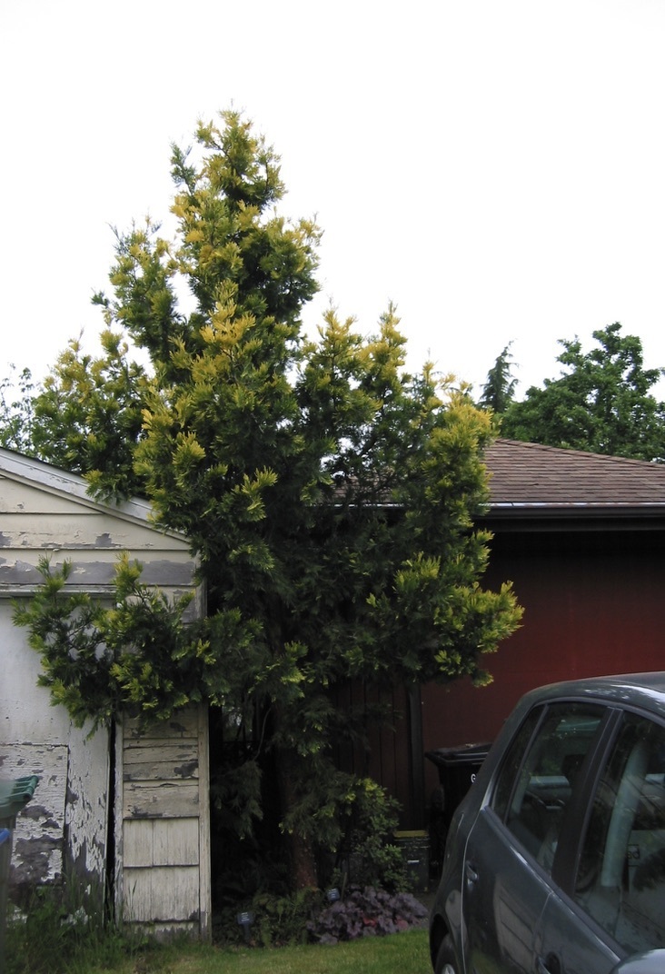Calocedrus decurrens 