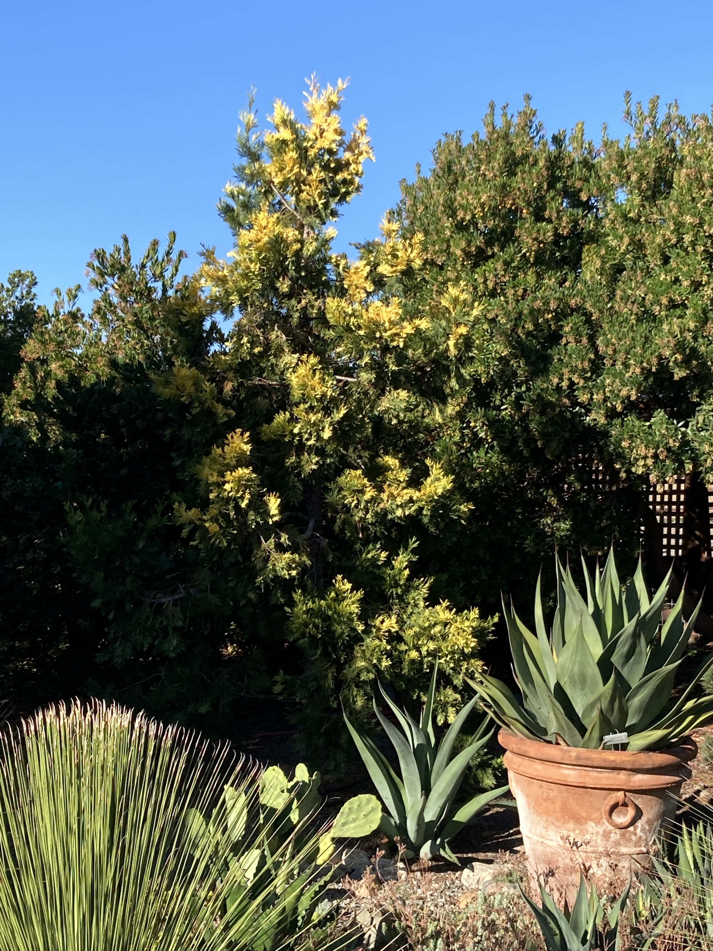 Calocedrus decurrens 