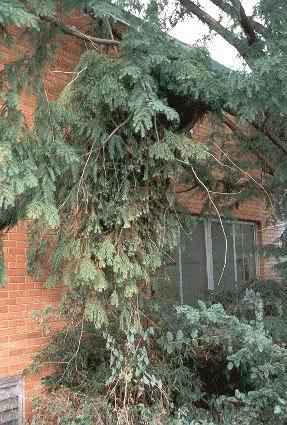 Metasequoia glyptostroboides 