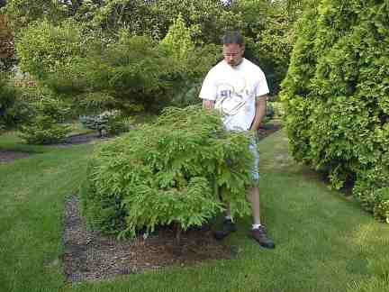 Metasequoia glyptostroboides 