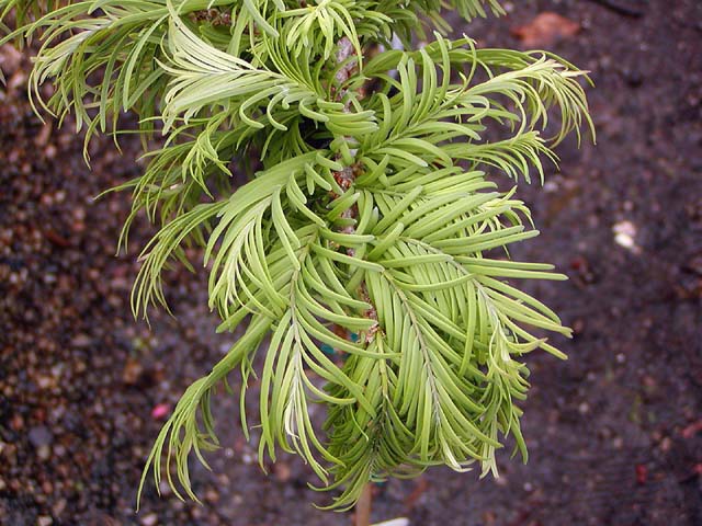 Metasequoia glyptostroboides 