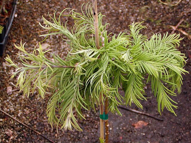 Metasequoia glyptostroboides 