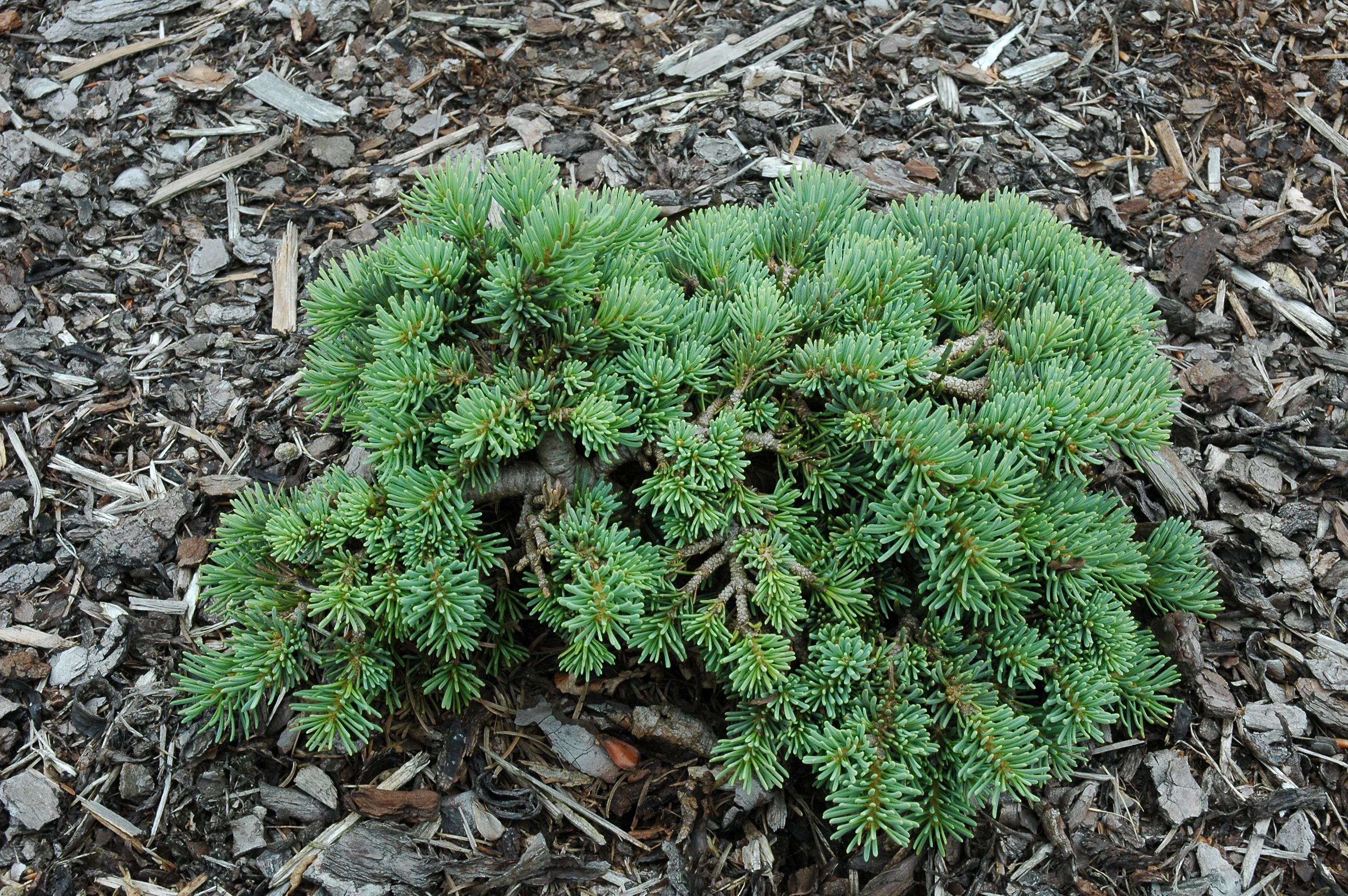 Abies concolor 