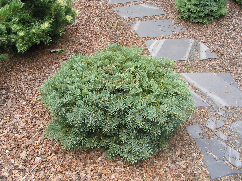 Abies concolor 