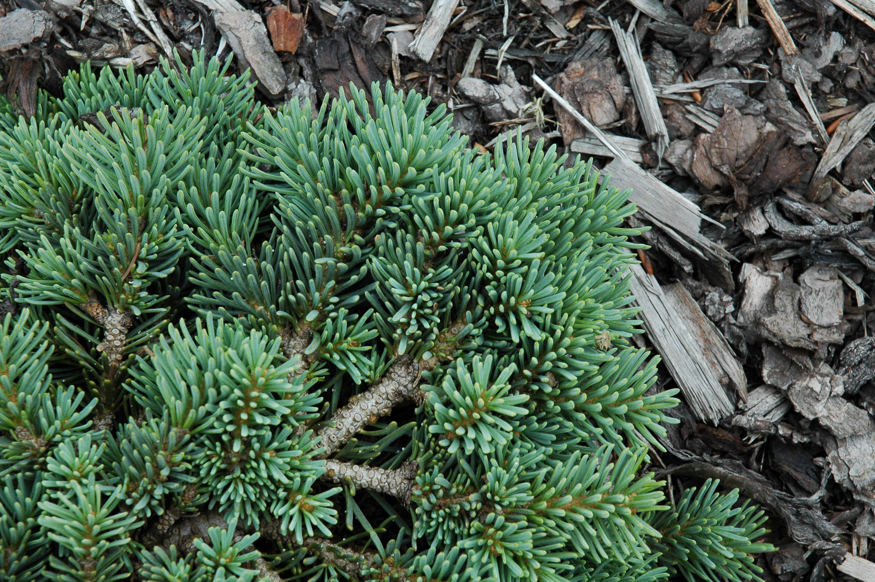 Abies concolor 