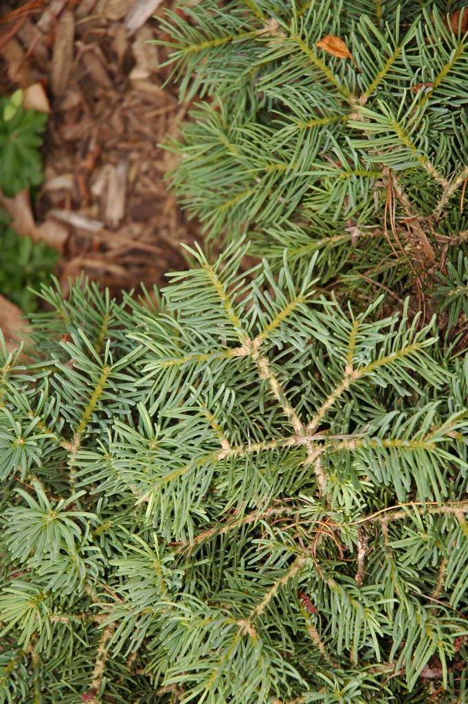 Abies concolor 