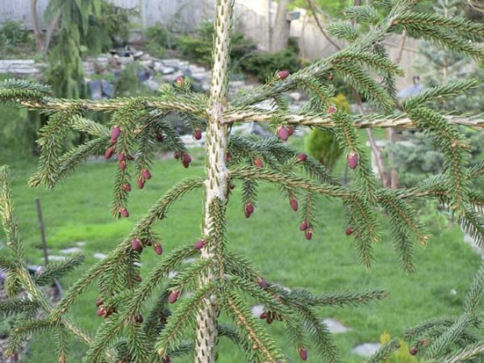 Picea orientalis 