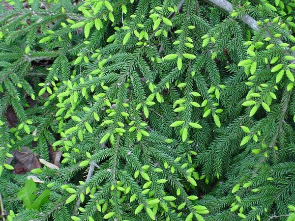 Picea orientalis 