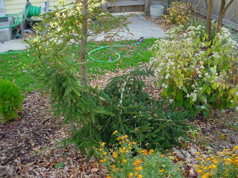 Picea orientalis 